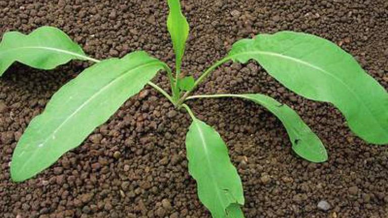stovik_kaderavy syngenta 