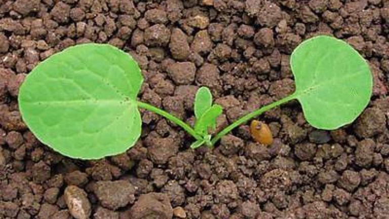 stovik_tupolisty syngenta 