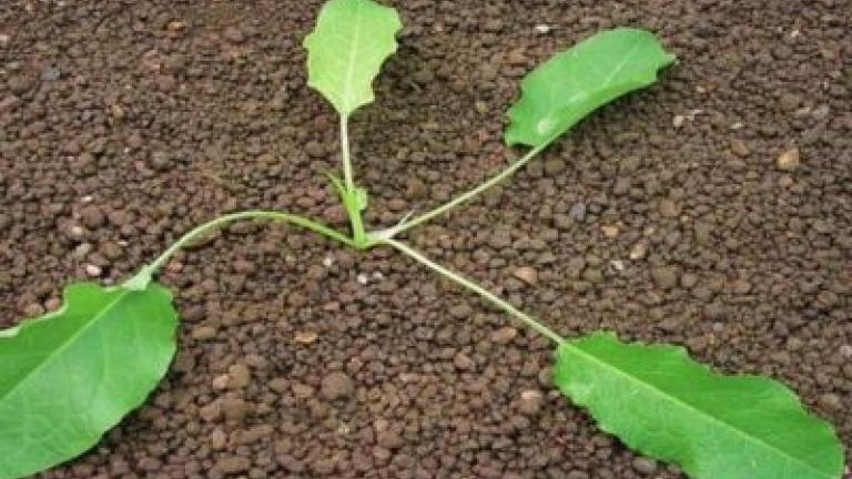 stovik_tupolisty syngenta 