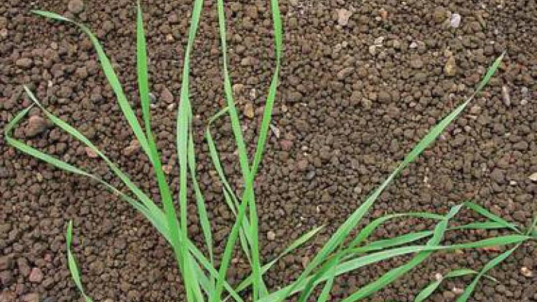 sverep_jalovy syngenta 