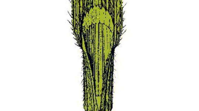 sverep_mekky syngenta 