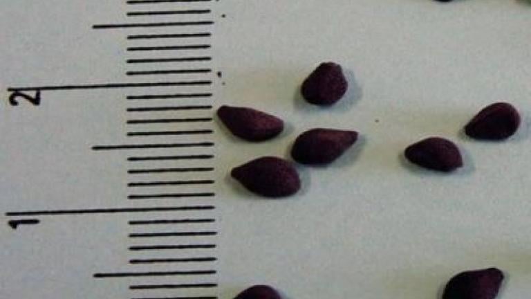 svlacec_rolni syngenta 