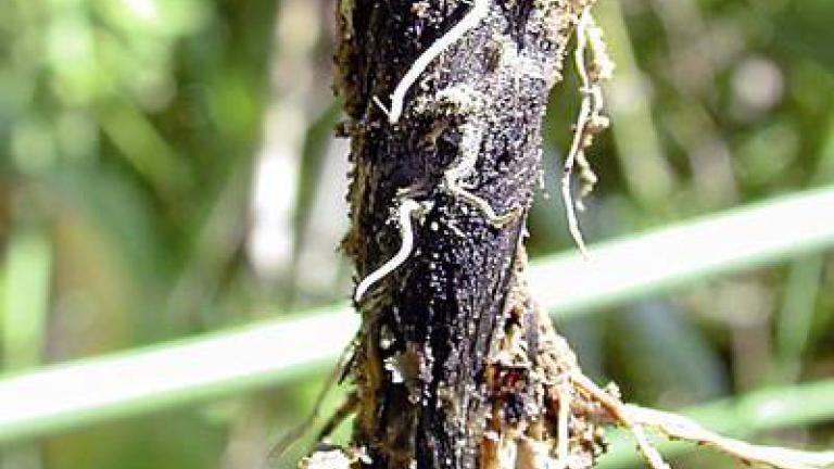 verticiliove_vadnuti syngenta 