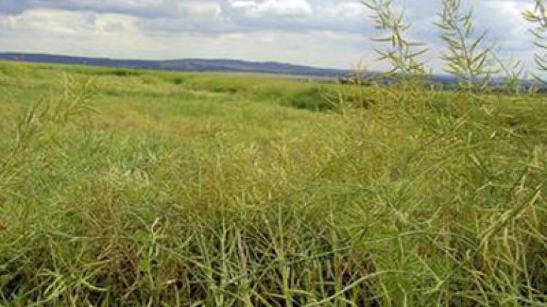 verticiliove_vadnuti syngenta 