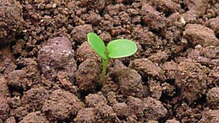 violka_trojbarevna syngenta 