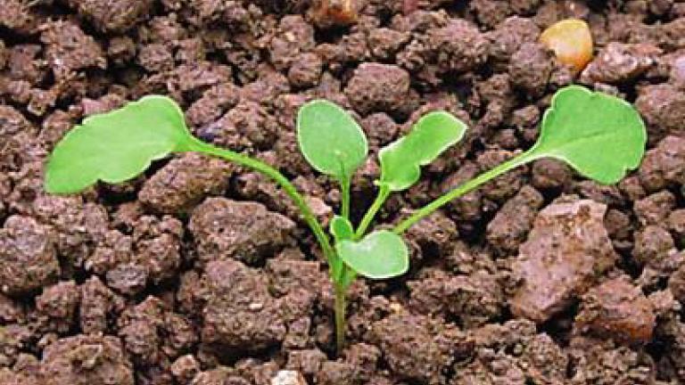 violka_trojbarevna syngenta 