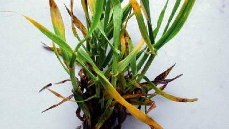 virova_zluta_zakrslost_jecmene syngenta 