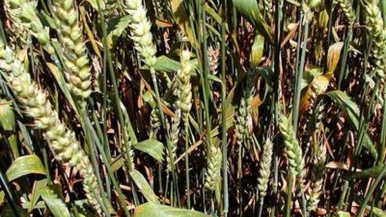 zakrsla_snetivost_psenice_1 syngenta 