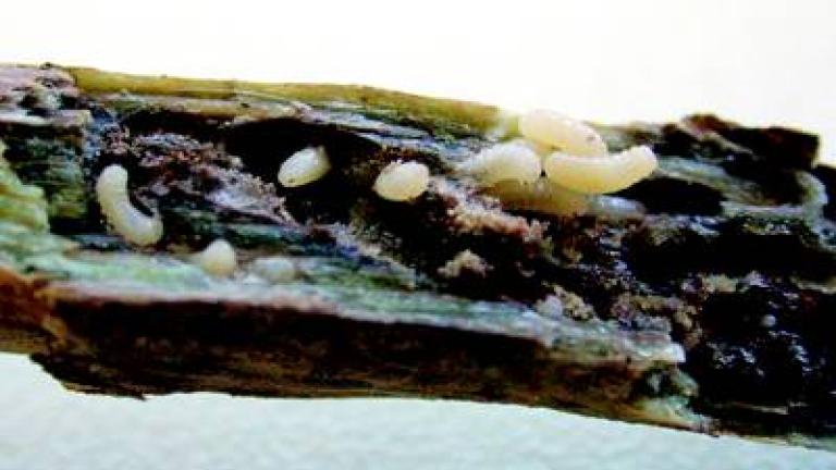 zlabatka stonkova syngenta 
