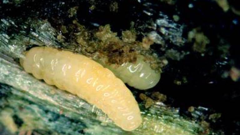 zlabatka stonkova syngenta