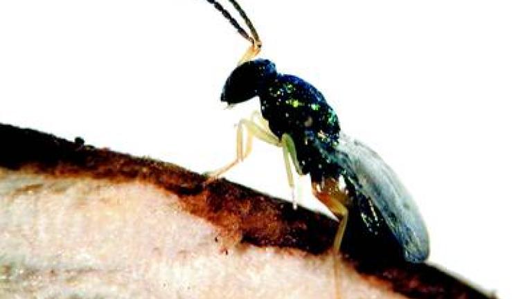 zlabatka stonkova syngenta