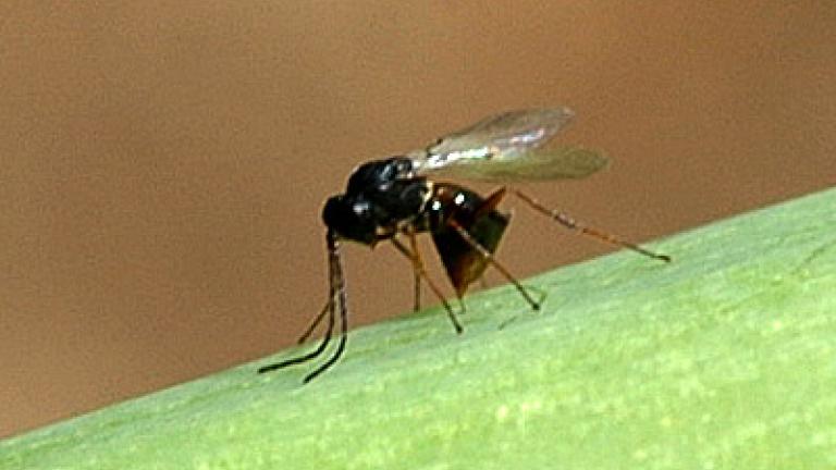 zlabatka stonkova syngenta