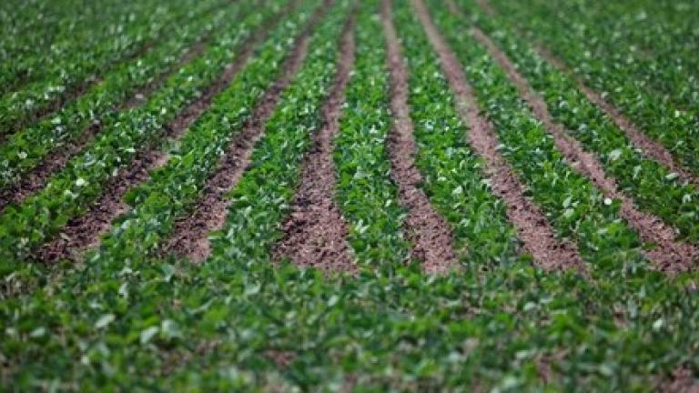 croprow syngenta 