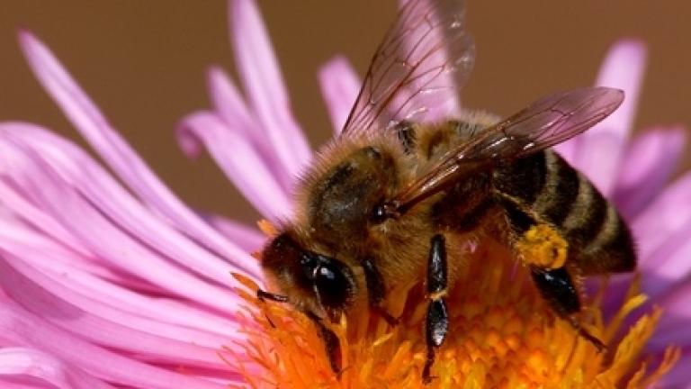 bee syngenta 