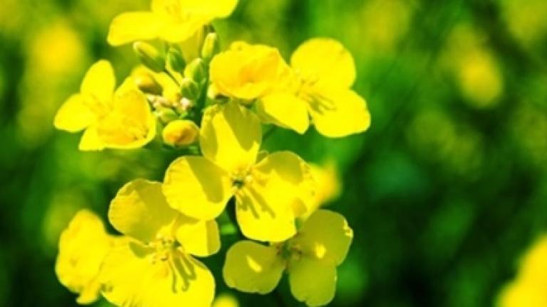 rapeseed syngenta 