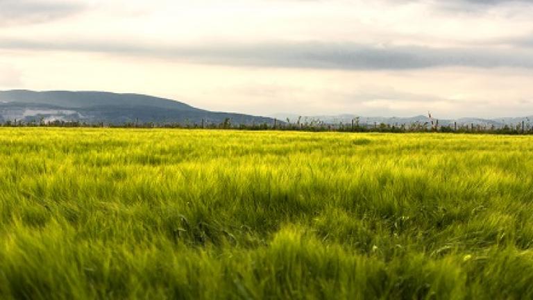 weather syngenta 