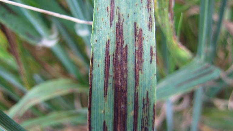 Hnedá škvrnitosť jačmeňa detail Syngenta