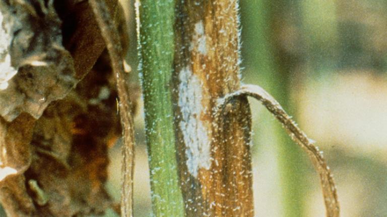Fómová škvrnitosť listov a stoniek slnečnice phomopsis Syngenta