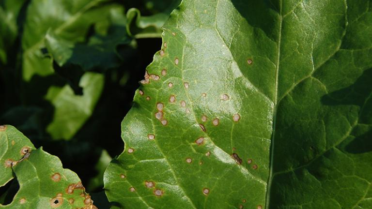Cerkosporióza repy Syngenta