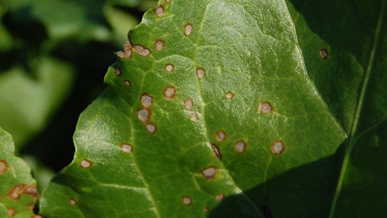 Cerkosporióza repy list Syngenta