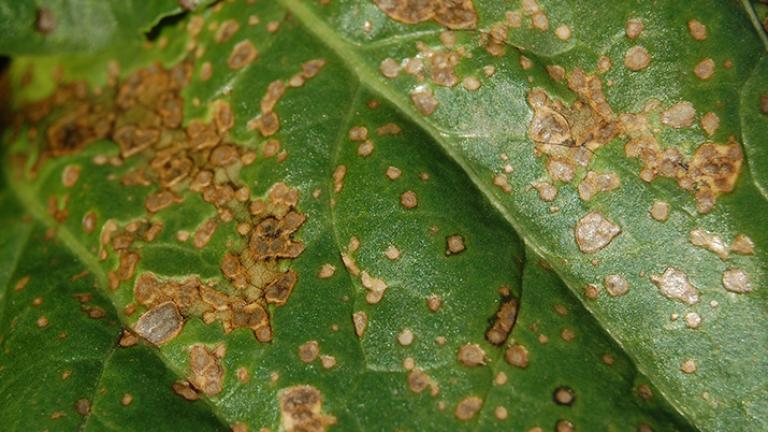 Cerkosporióza repa list Syngenta