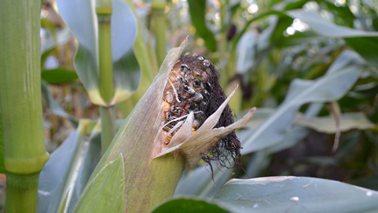 Fuzarióza kukurica klas Syngenta