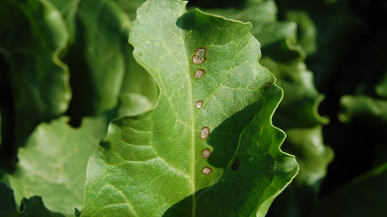Cerkosporióza list Syngenta