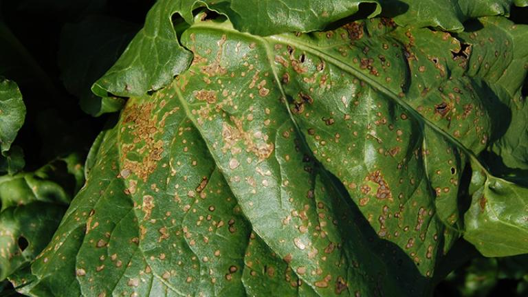 Cerkosporióza Syngenta