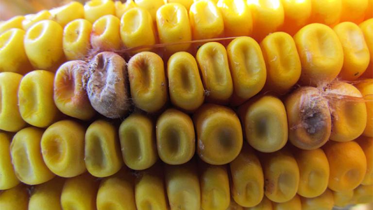 Fuzariózy kukurice choroba klas Syngenta
