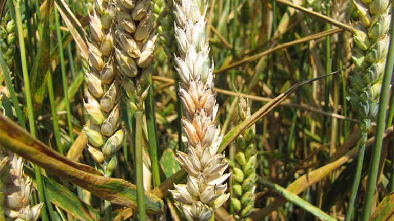Fusarium obilniny Syngenta