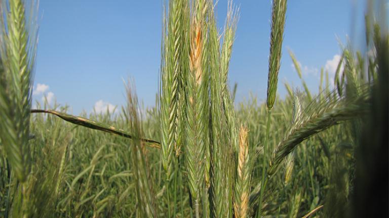 Fuzariózy pšenica Syngenta