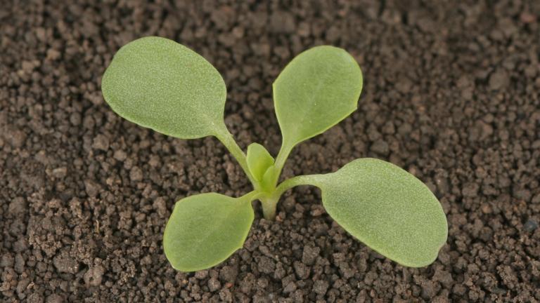peniaztek rolny syngenta