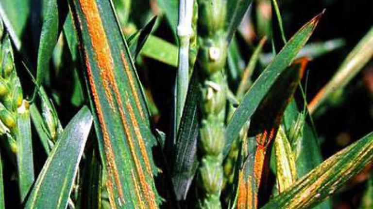 Hrdze syngenta 