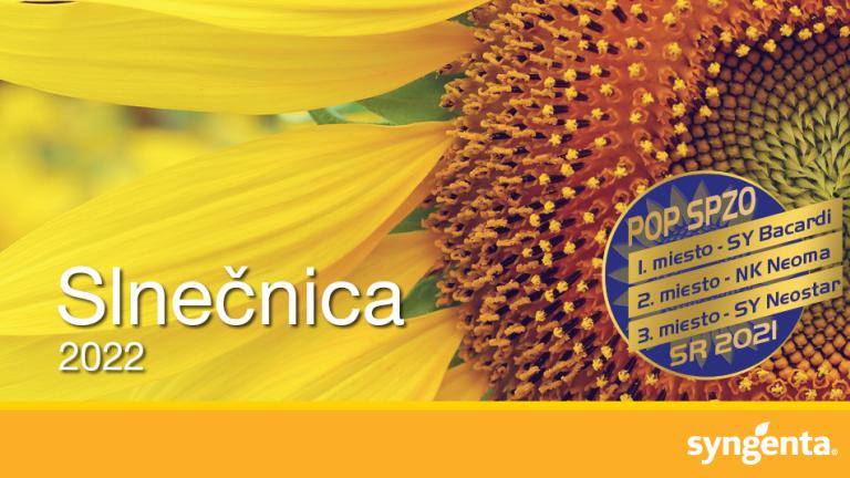 slnečnica