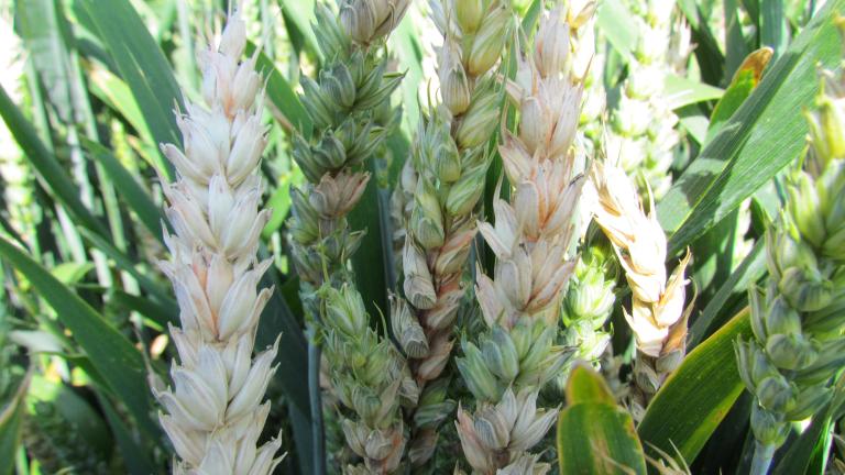 Magnello - fusarium obilnin