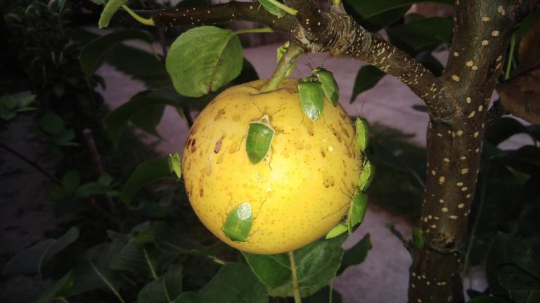 skodcovia