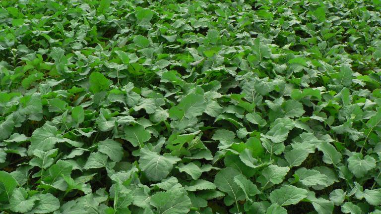 foto repka_oilseed_rape_field.jpg
