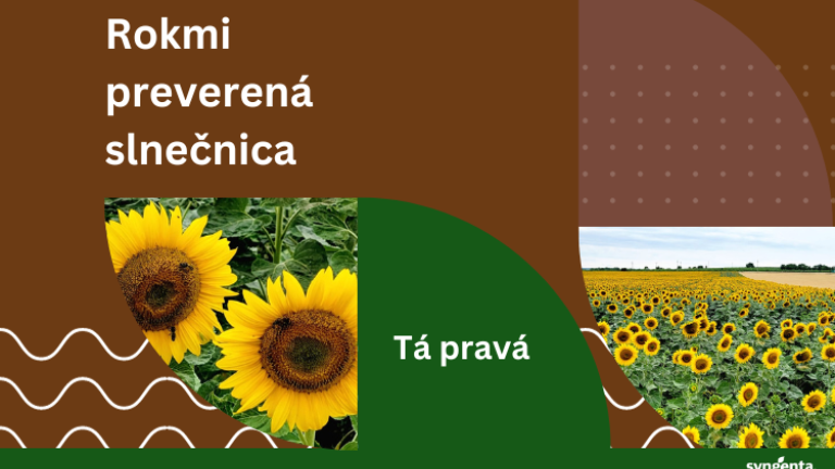 Slnečnica Syngenta napriemerny vynos