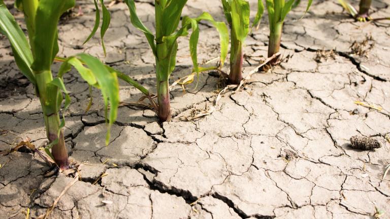 screen_ppt_dried_out_earth_or_farmland_with_corn_plant_.jpg