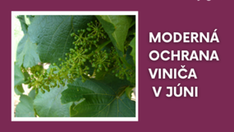 ochrana vininca v juni