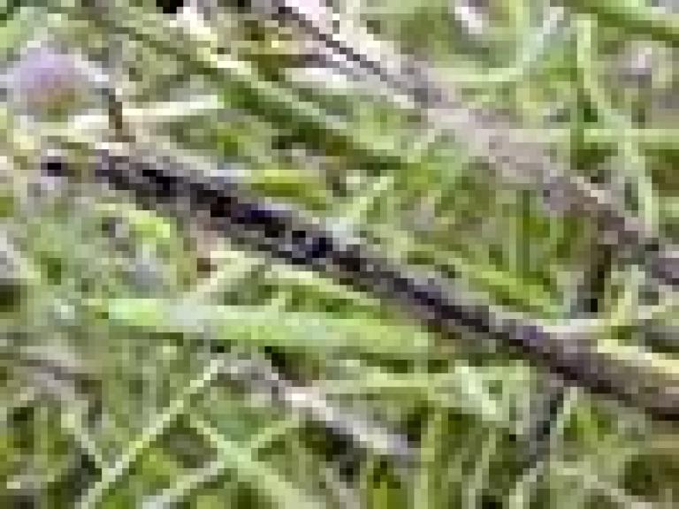 Pukání šešulí způsobené houbami rodu Alternaria