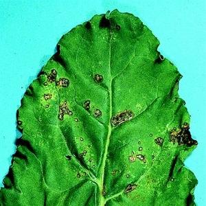 bakterialni skvrnitost listu syngenta