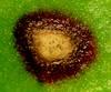 cerkosporioza syngenta