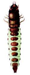 Hrbáč osenní - larva