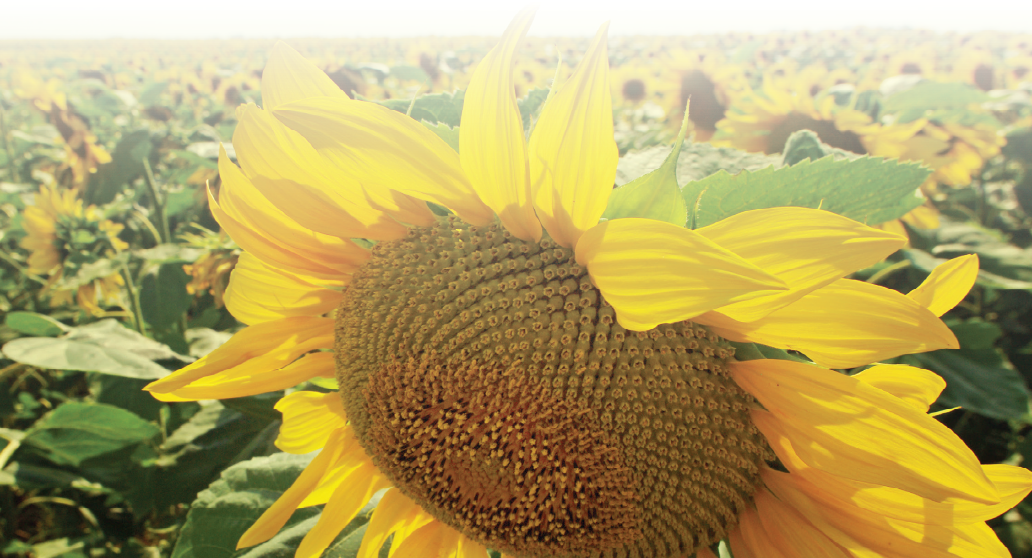 Slnecnica_banner