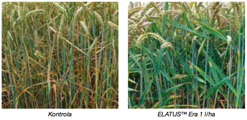 Elatus_era_3