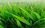 aktualna prevencia v ošetrení obilnín syngenta