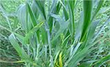 aktualna prevencia v ošetrení obilnín syngenta
