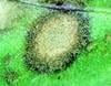cerkosporioza syngenta