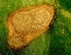 cerkosporioza syngenta